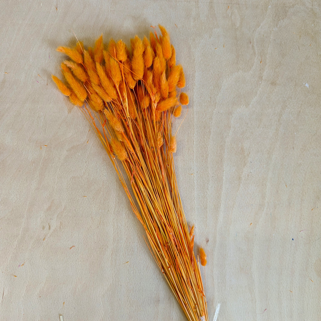 Dried Bunny Tails - Orange